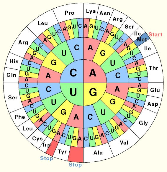 ADN e información biológica